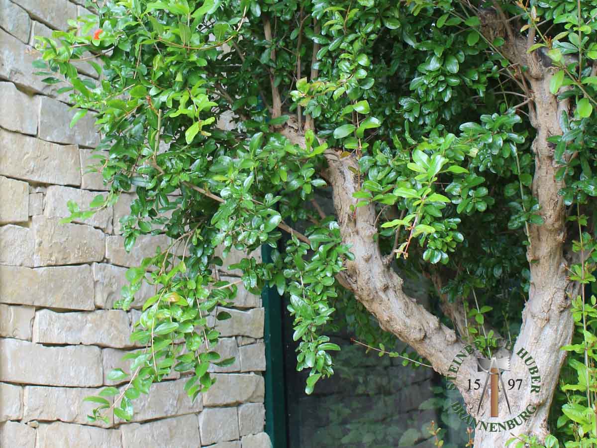 Mauerverblender - Kalkstein Mauerverblender Riva 8-10 - Vbl-12006-01_01 - Steinbruch Huber