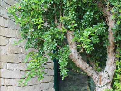 Mauerverblender - Kalkstein Mauerverblender Riva 8-10 - Vbl-12006-01_01T - Steinbruch Huber