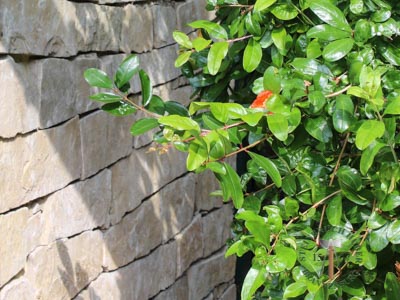 Mauerverblender - Kalkstein Mauerverblender Riva 8-10 - Vbl-12006-01_02T - Steinbruch Huber