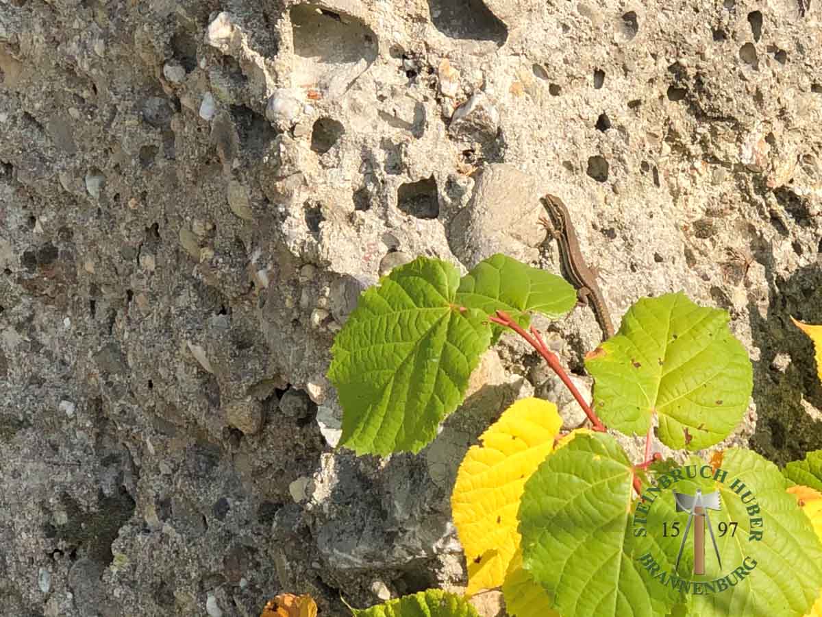 Findlinge - Nagelfluh Findlinge 40-260 - Fin-10000-01_01 - Steinbruch Huber