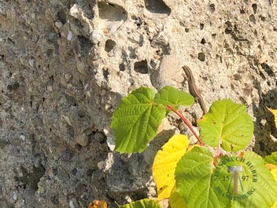 Findlinge - Nagelfluh Findlinge 40-260 - Fin-10000-01_01T - Steinbruch Huber