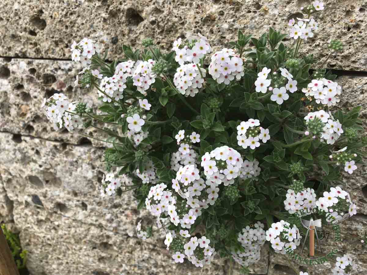 Mauersteine - Nagelfluh Mauerstein Biber 10 - Mst-10000-20_04 - Steinbruch Huber